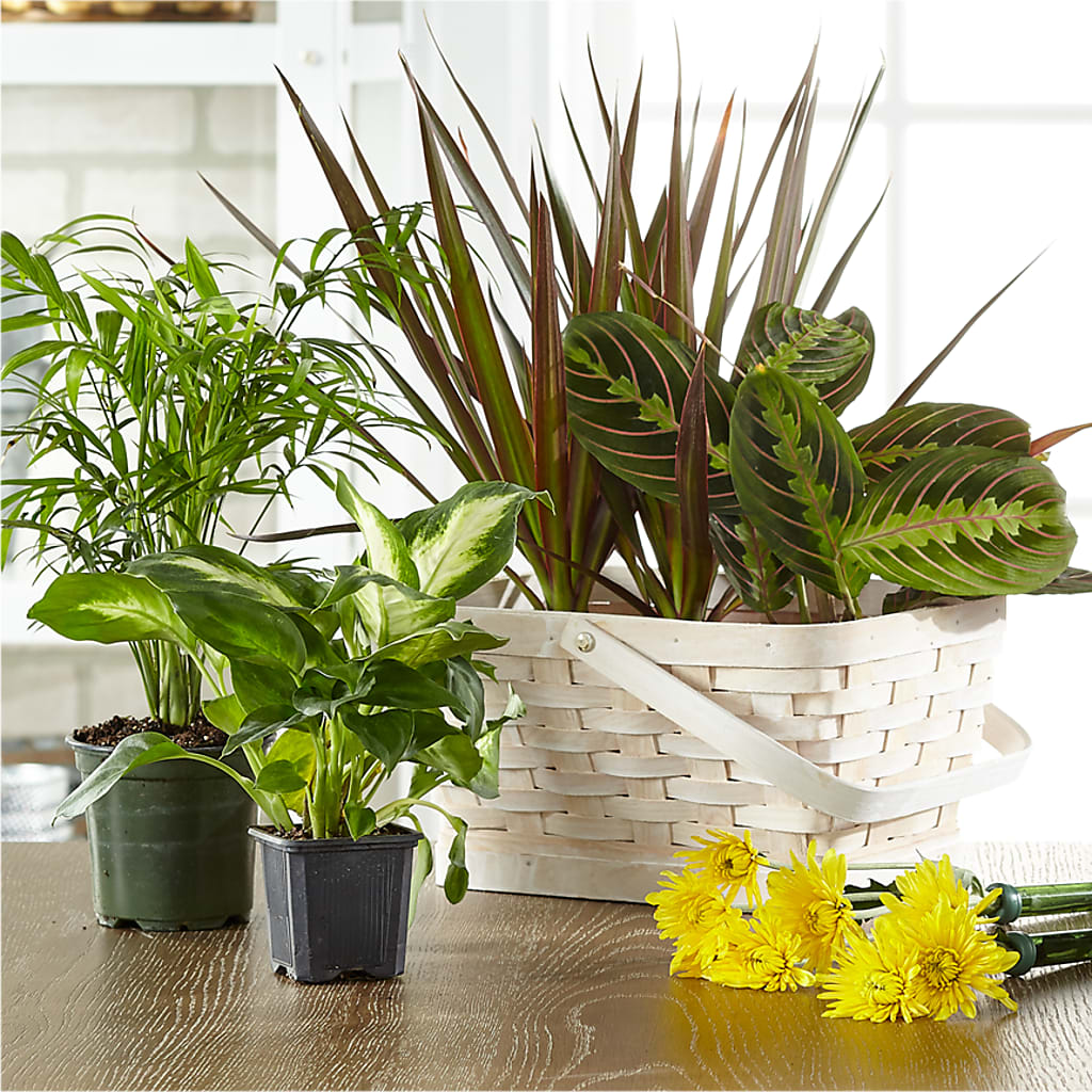 Florist Designed Blooming and Green Plants in a Basket – Day Dream Bokay Llc, Jonesborough TN