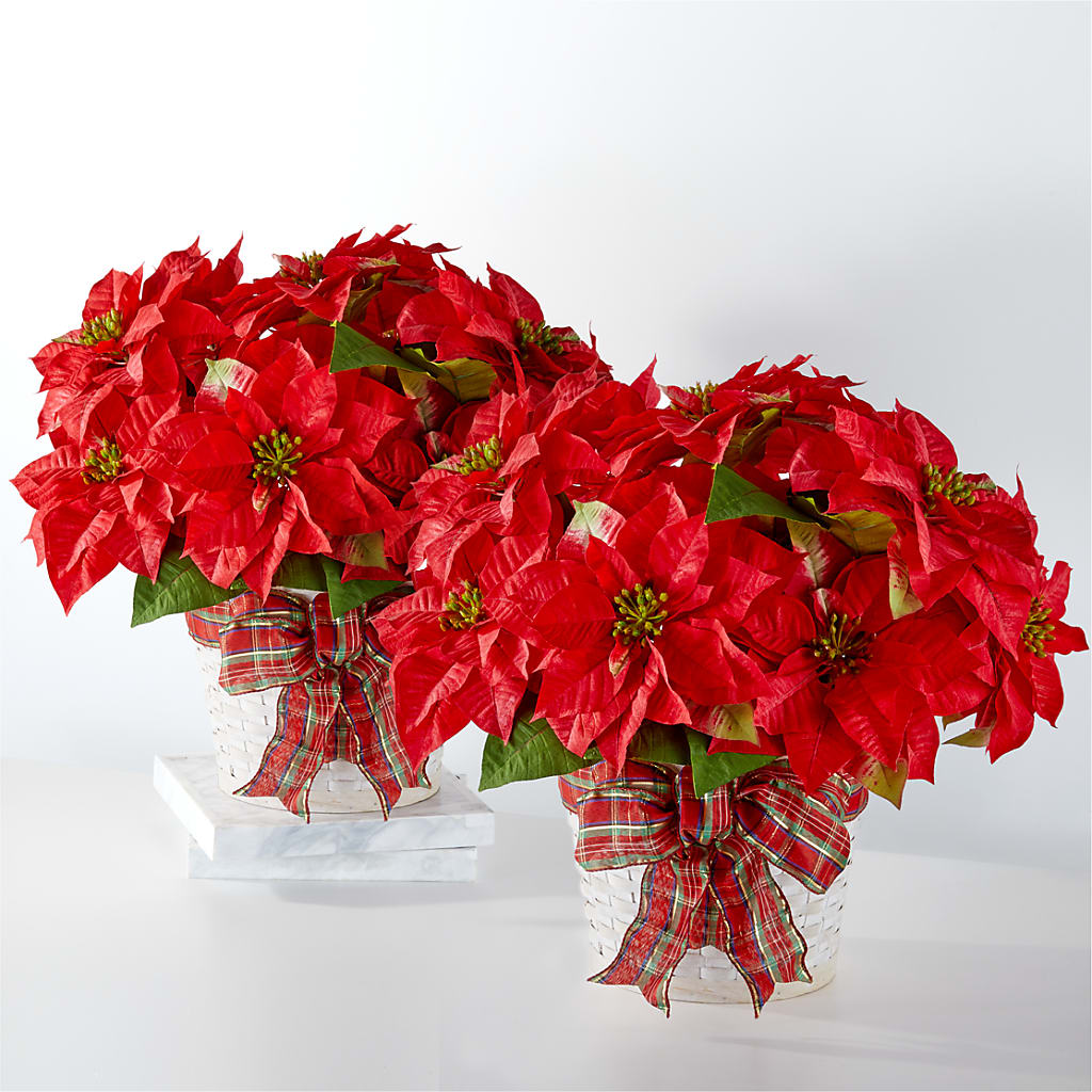 Happiest Holidays Poinsettia Bundle – Day Dream Bokay Llc, Jonesborough TN