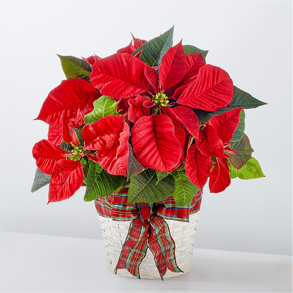 Happiest Holidays Poinsettia – Day Dream Bokay Llc, Jonesborough TN