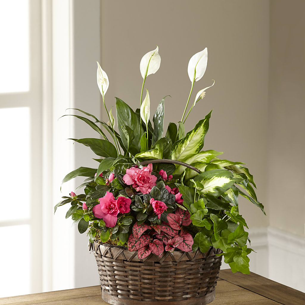 Dream in Pink Dishgarden – Day Dream Bokay Llc, Jonesborough TN