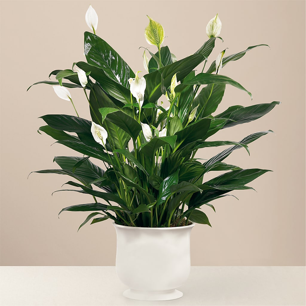 Comfort Planter – Day Dream Bokay Llc, Jonesborough TN
