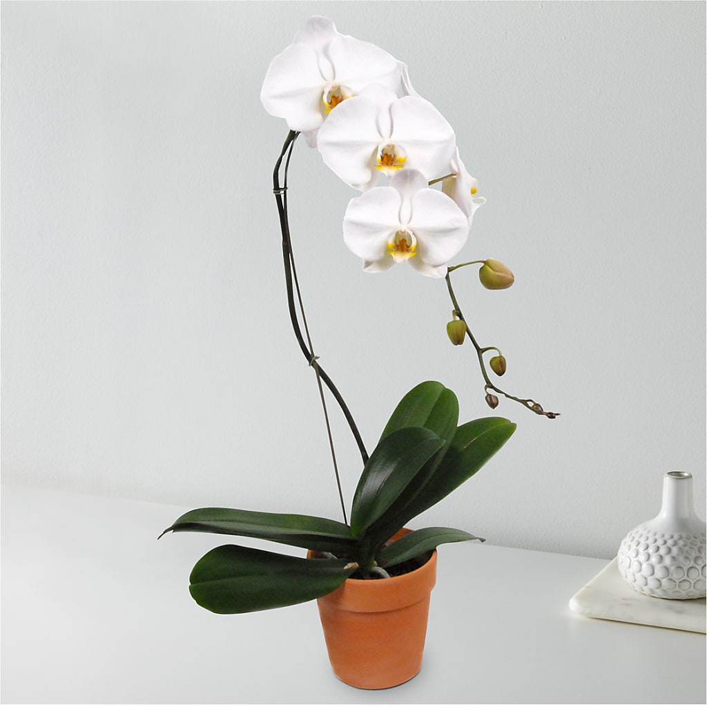 White Cascading Orchid – Day Dream Bokay Llc, Jonesborough TN