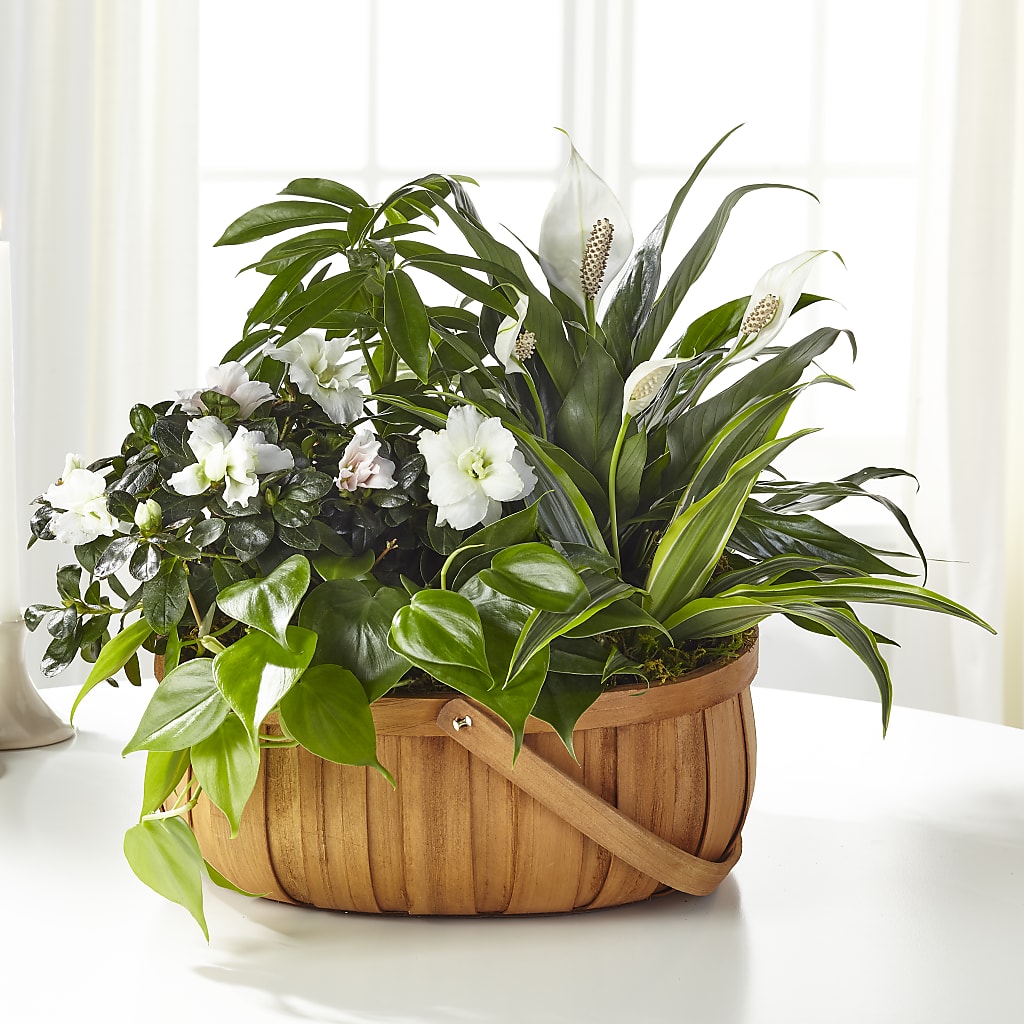 Serene Dishgarden – Day Dream Bokay Llc, Jonesborough TN