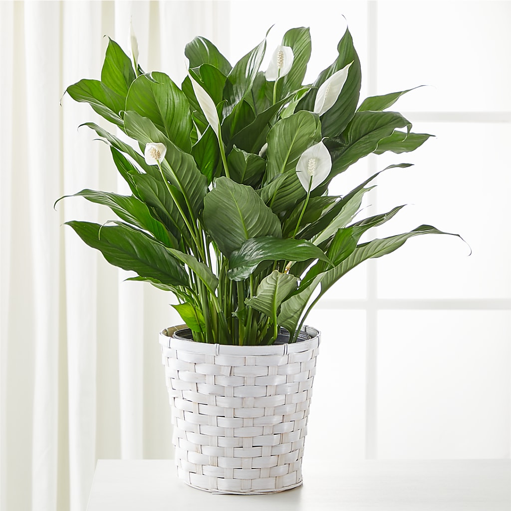A New Leaf Peace Lily – Day Dream Bokay Llc, Jonesborough TN