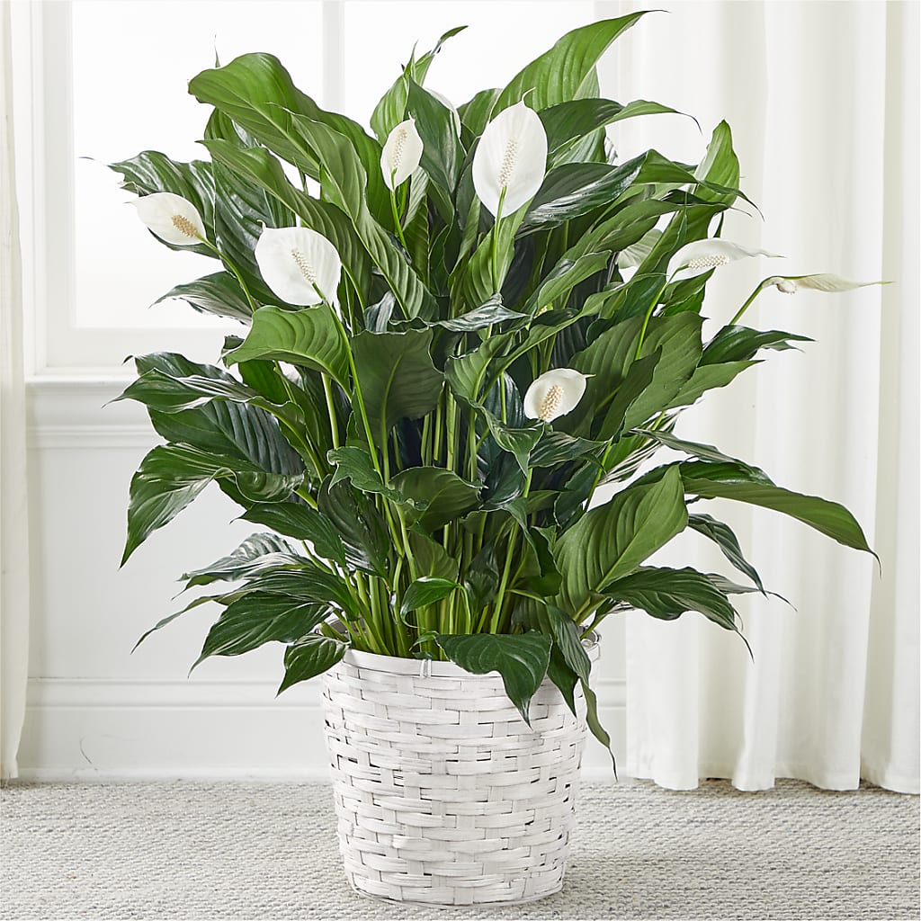 A New Leaf Peace Lily – Day Dream Bokay Llc, Jonesborough TN