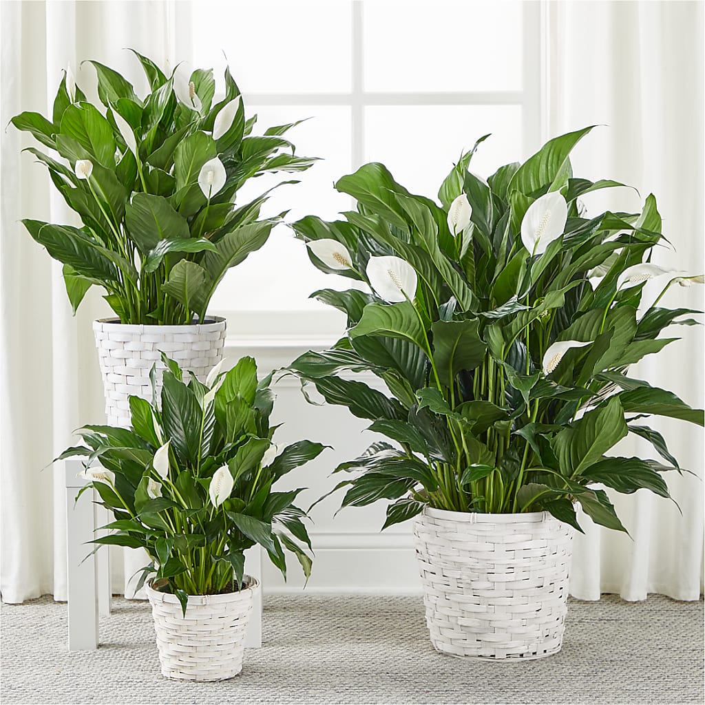 A New Leaf Peace Lily – Day Dream Bokay Llc, Jonesborough TN
