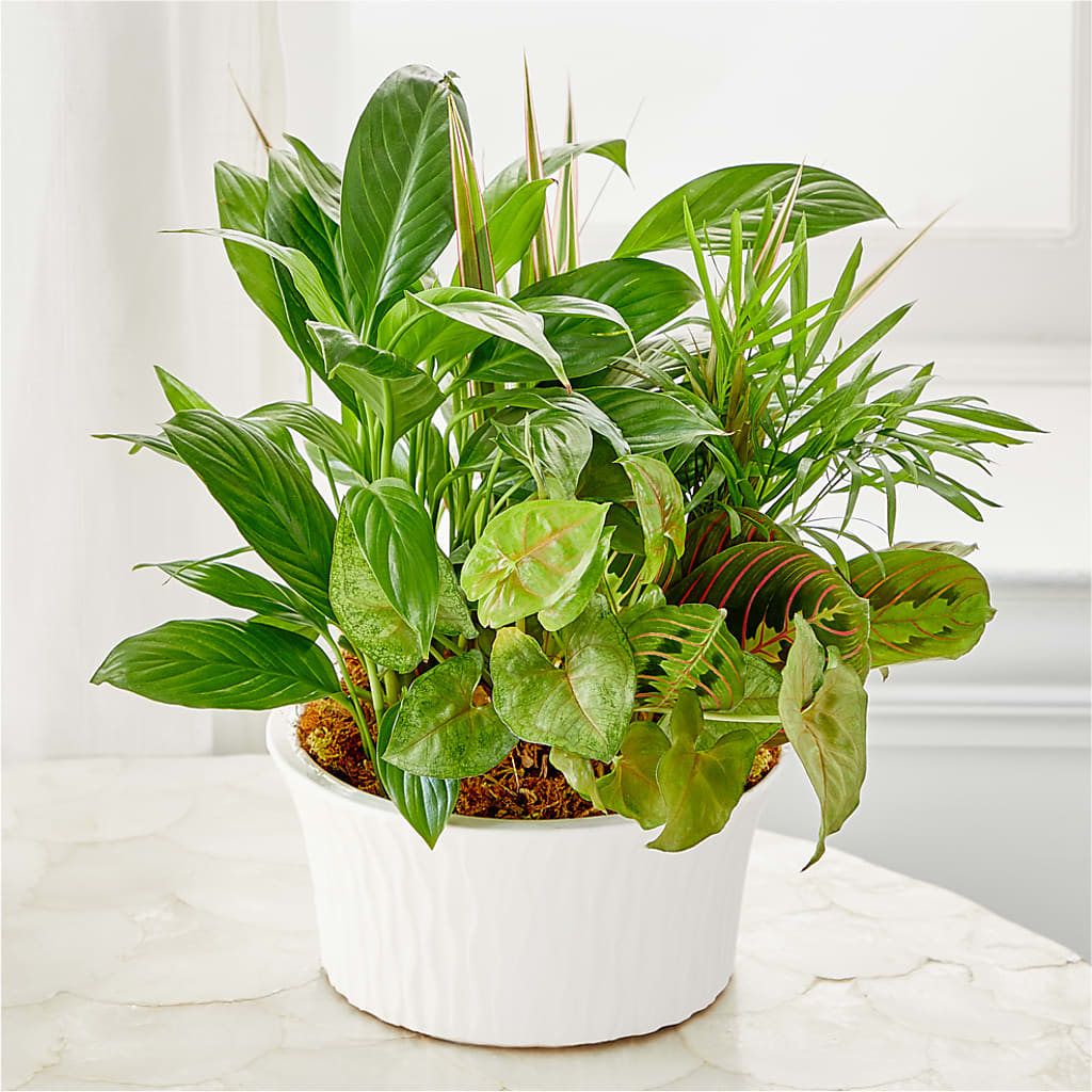 Balance & Harmony Dishgarden – Day Dream Bokay Llc, Jonesborough TN