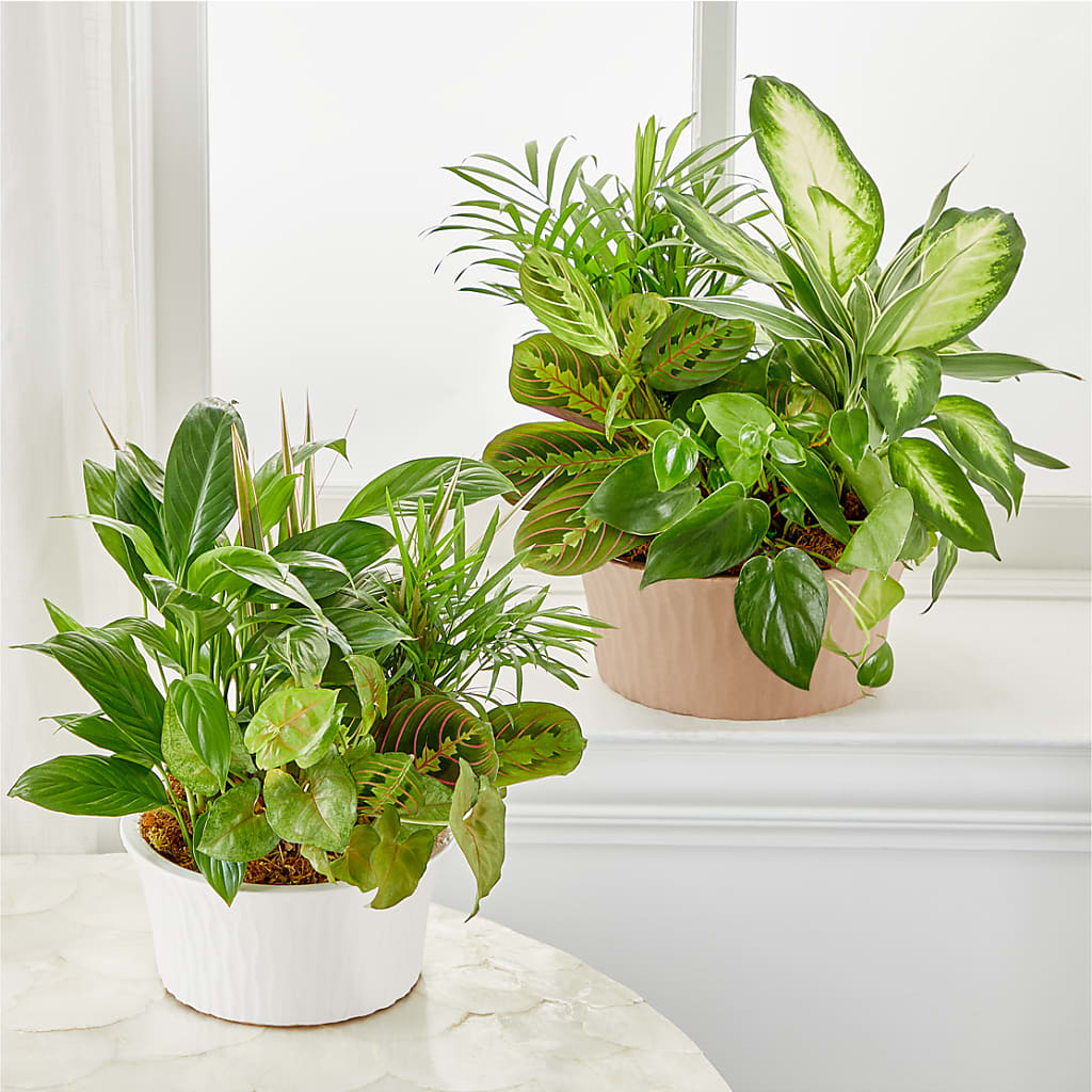 Balance & Harmony Dishgarden – Day Dream Bokay Llc, Jonesborough TN