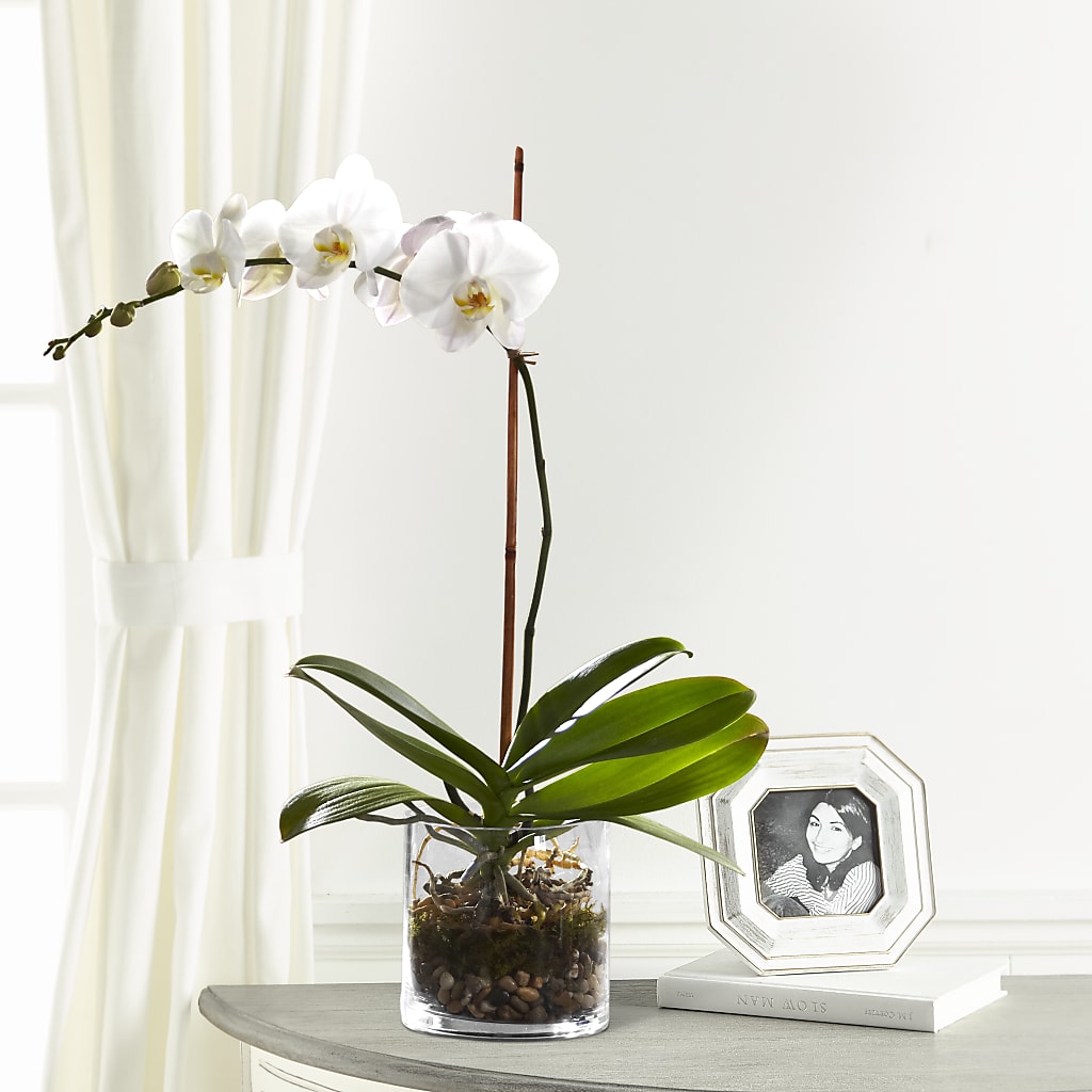 White Orchid Planter – Day Dream Bokay Llc, Jonesborough TN