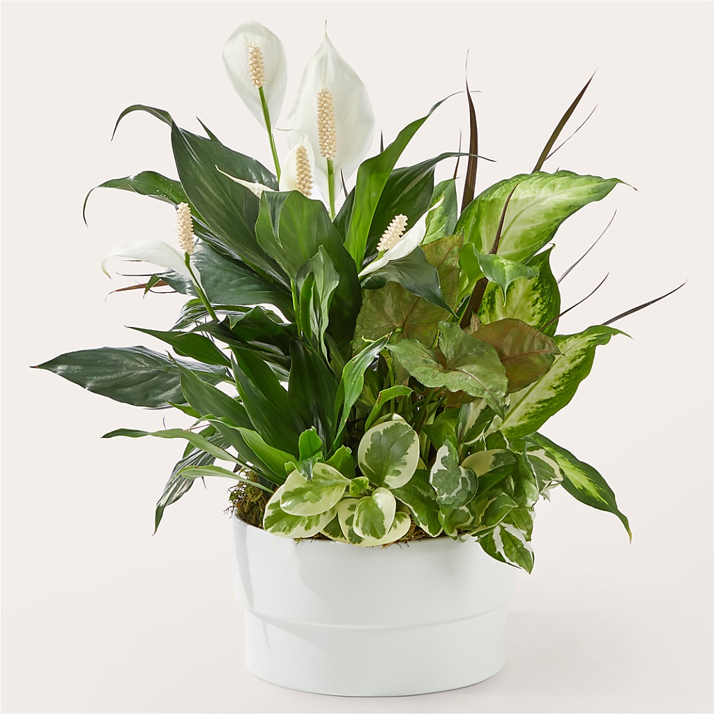 Radiating Positivity Dishgarden – Day Dream Bokay Llc, Jonesborough TN