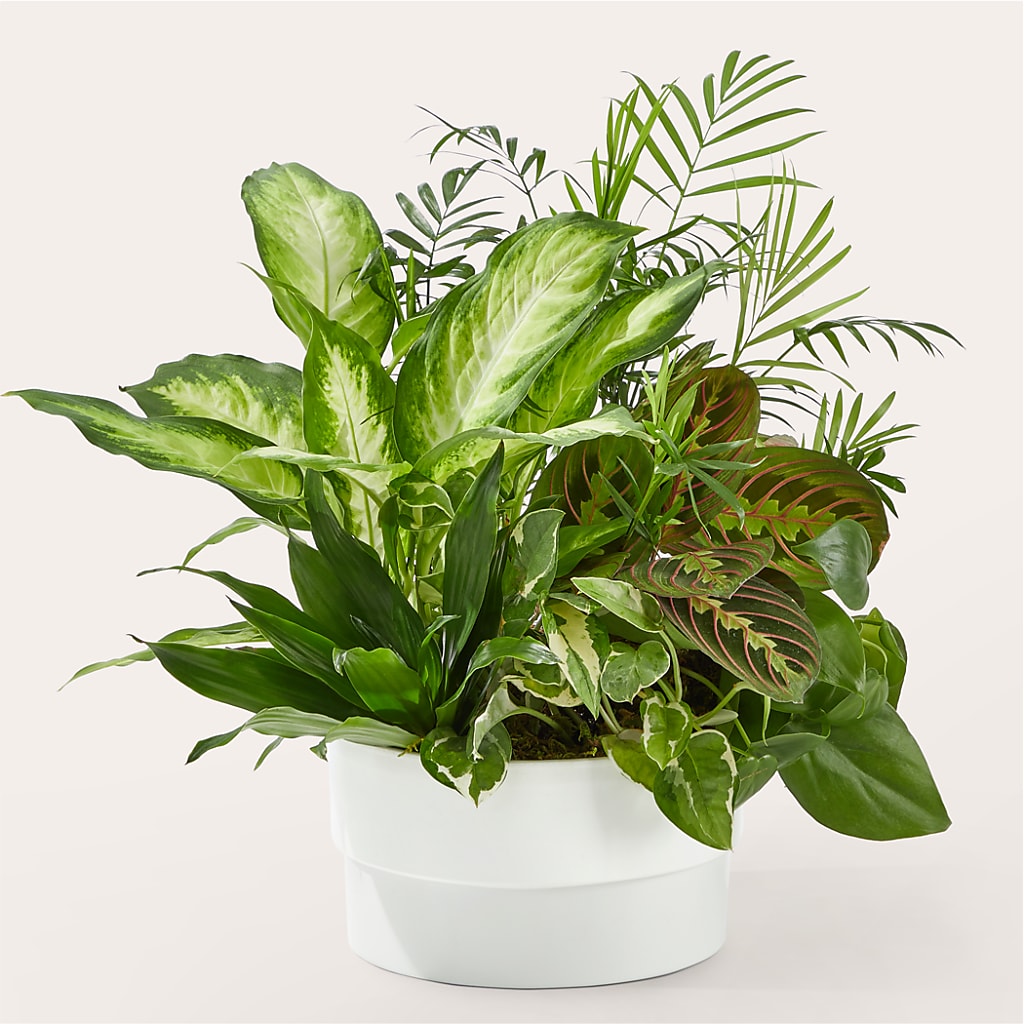 Radiating Positivity Dishgarden – Day Dream Bokay Llc, Jonesborough TN