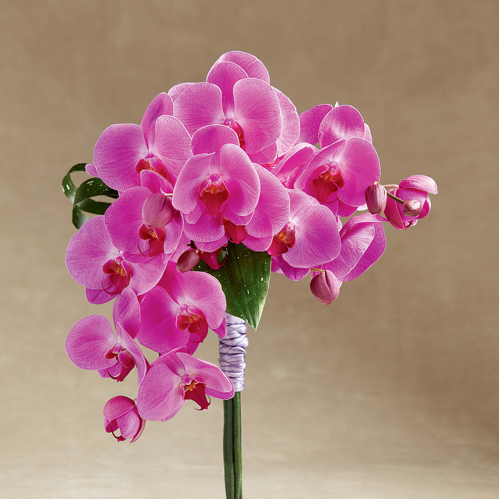 Glorious Bouquet – Day Dream Bokay Llc, Jonesborough TN