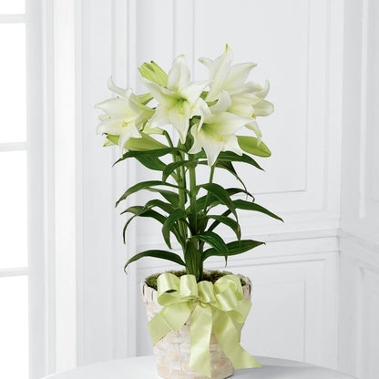 Easter Lily Plant –  Day Dream Bokay Llc, Jonesborough TN