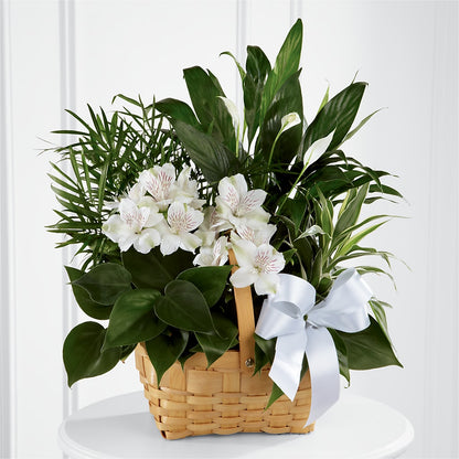 Peace & Serenity Dishgarden –  Day Dream Bokay Llc, Jonesborough TN