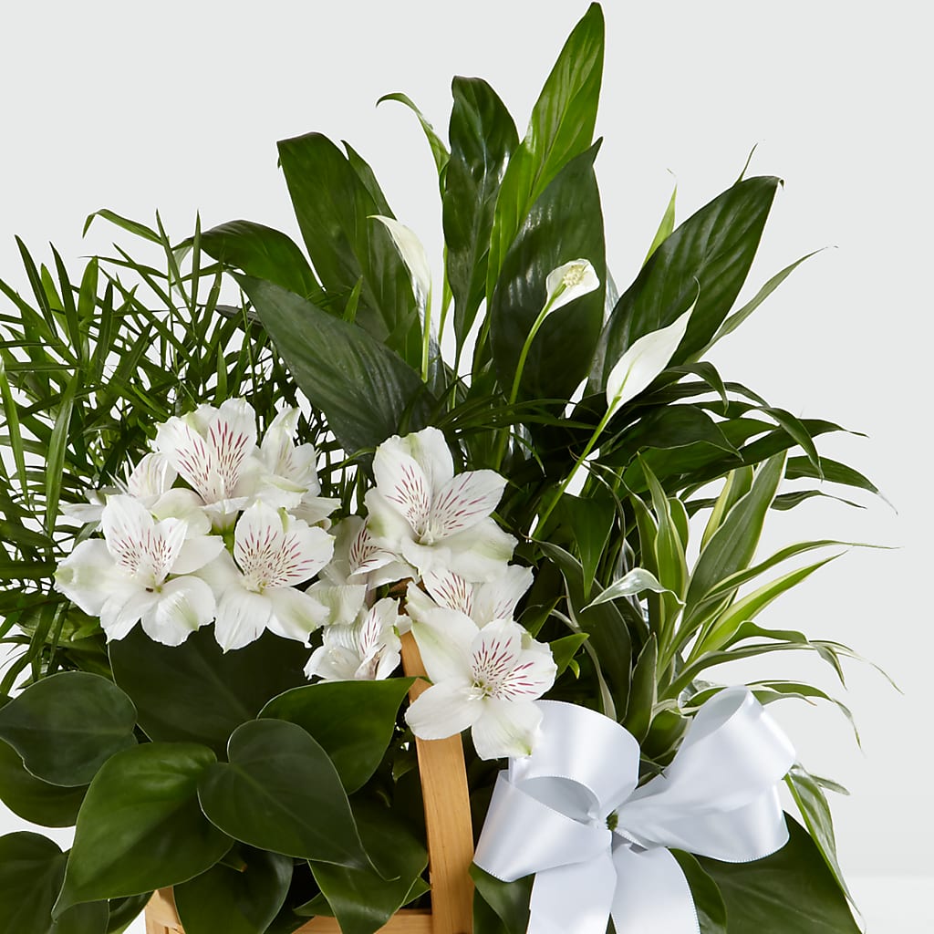 Peace & Serenity Dishgarden –  Day Dream Bokay Llc, Jonesborough TN