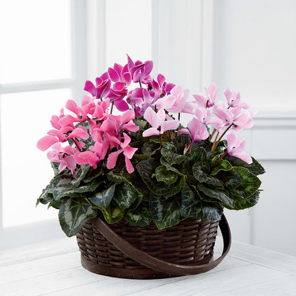 Mixed Cyclamen Planter –  Day Dream Bokay Llc, Jonesborough TN