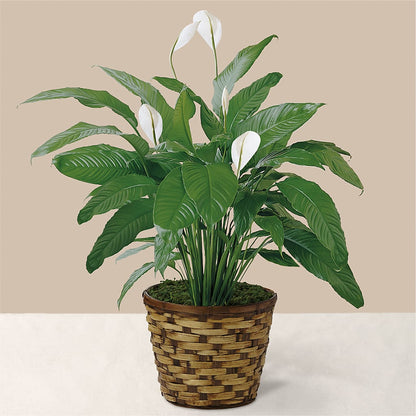 Tranquil Moments Peace Lily Plant –  Day Dream Bokay Llc, Jonesborough TN