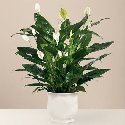Comfort Planter –  Day Dream Bokay Llc, Jonesborough TN
