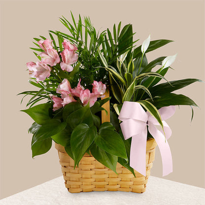 Living Spirit Dishgarden –  Day Dream Bokay Llc, Jonesborough TN