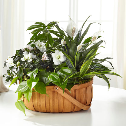 Serene Dishgarden –  Day Dream Bokay Llc, Jonesborough TN