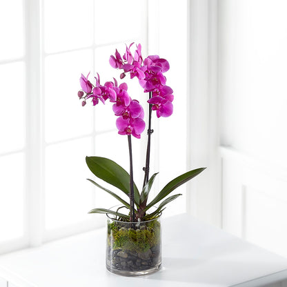 Pink Orchid Plant –  Day Dream Bokay Llc, Jonesborough TN