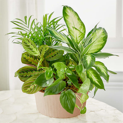 Balance & Harmony Dishgarden –  Day Dream Bokay Llc, Jonesborough TN