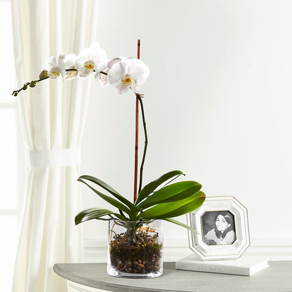 White Orchid Planter –  Day Dream Bokay Llc, Jonesborough TN