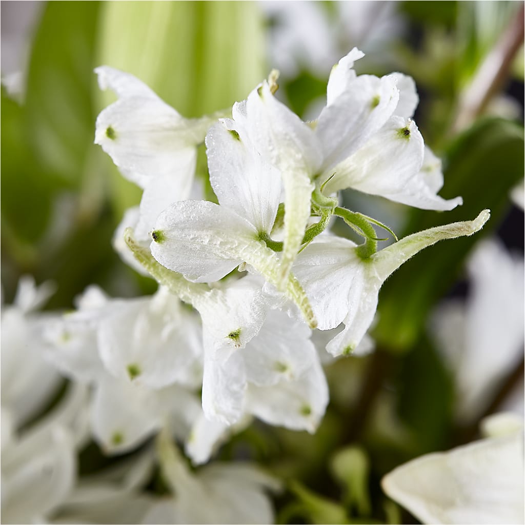 Classic Ivory – A Florist Original –  Day Dream Bokay Llc, Jonesborough TN
