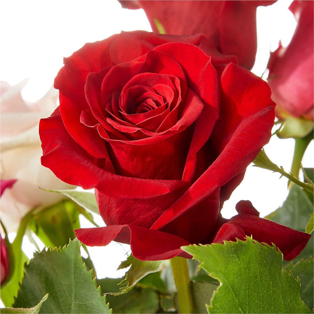 Love Notes Rose Bouquet –  Day Dream Bokay Llc, Jonesborough TN